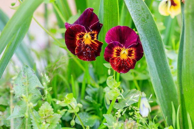 A beautiful glade of pansies with a yellow color