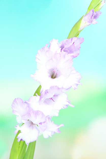 Beautiful gladiolus flower on bright background