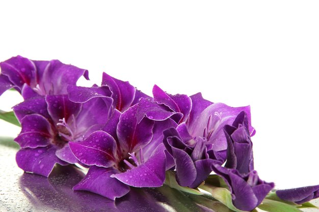 Beautiful gladiolus flower close up