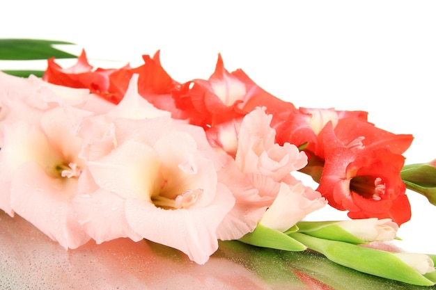 Beautiful gladiolus flower close up