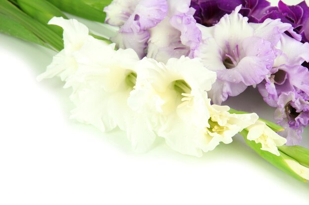 Beautiful gladiolus flower close up