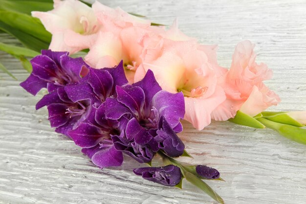 Beautiful gladiolus flower close up