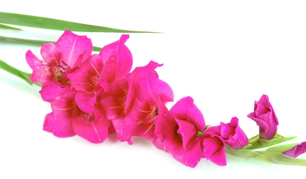 Beautiful gladiolus flower isolated on white