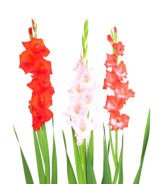 Beautiful gladiolus flower isolated on white