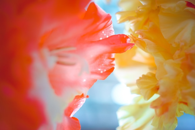 写真 花の展示会で美しいグラジオラスの花。明るい花のクローズアップの背景。