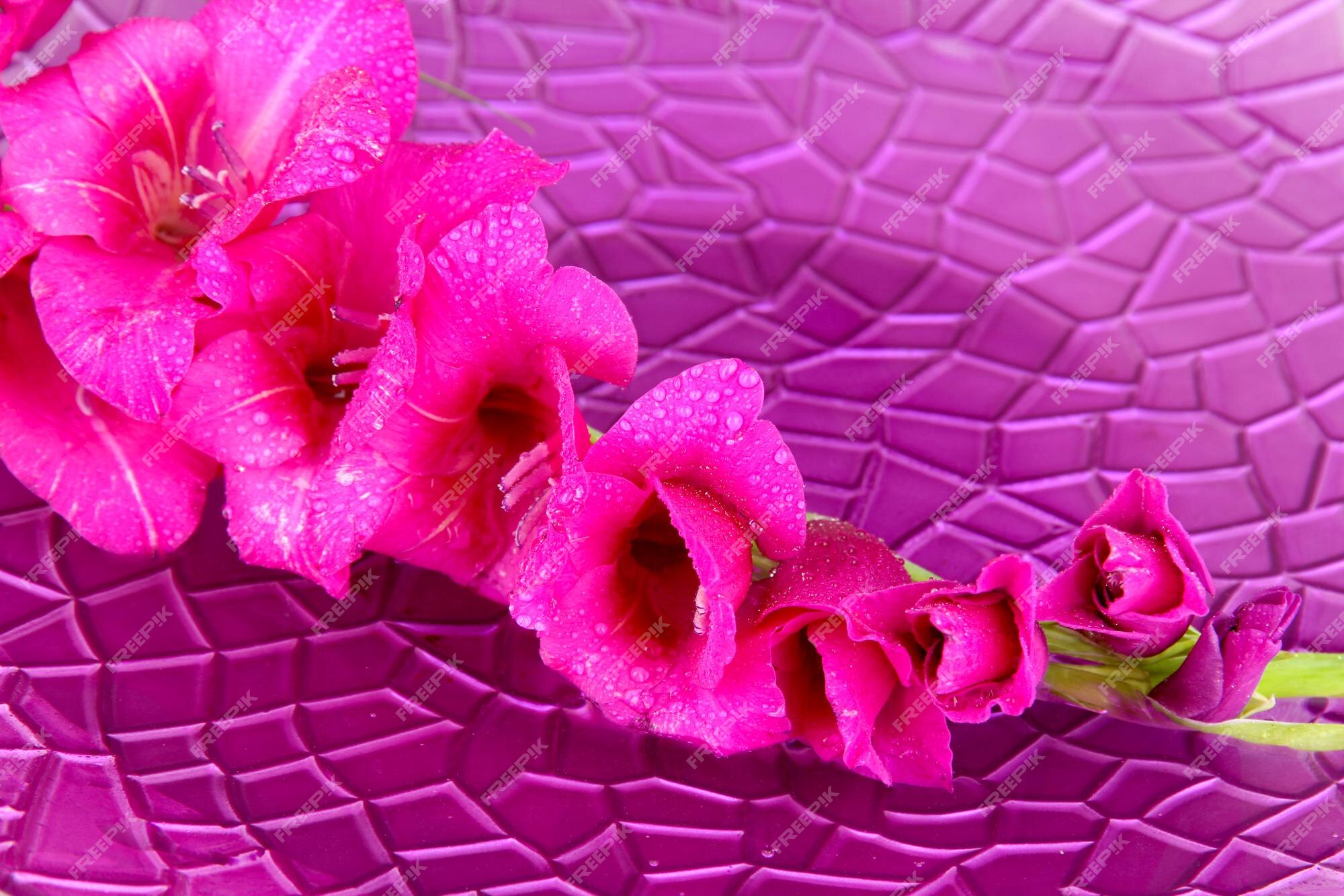 Hot Pink Flowers Images - Free Download on Freepik