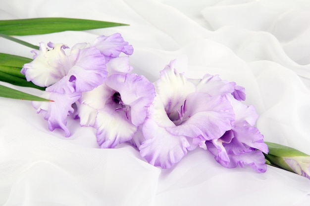 Красивый цветок гладиолуса на фоне белой ткани