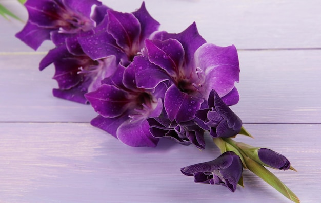 Beautiful gladiolus flower on wooden background