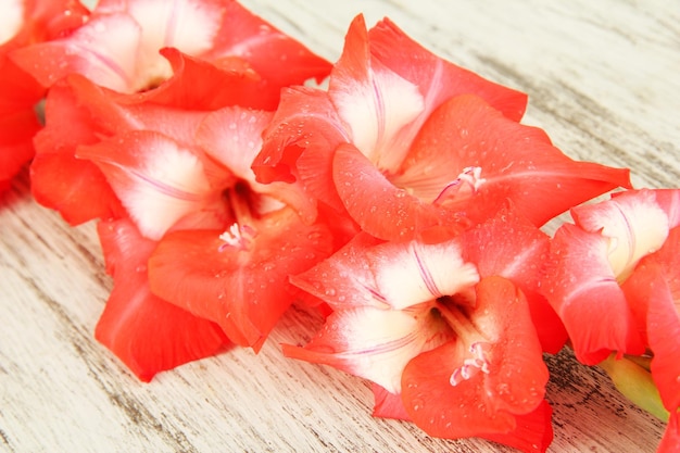 Beautiful gladiolus flower on wooden background