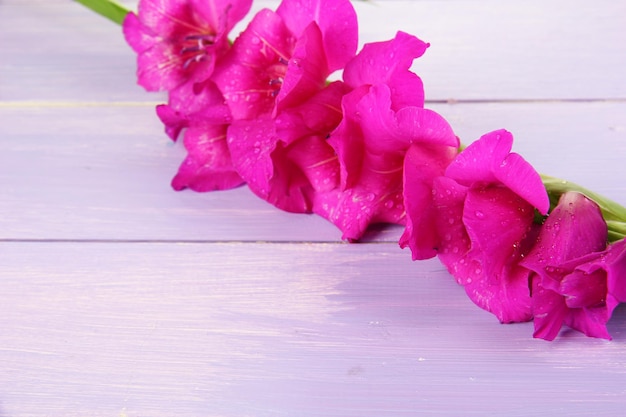Красивый цветок гладиолуса на деревянных фоне