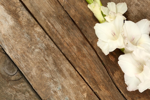 Beautiful gladiolus on wooden background