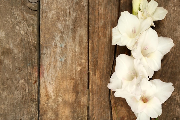 Beautiful gladiolus on wooden background