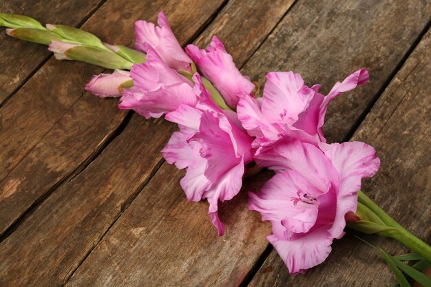 Beautiful gladiolus on wooden background