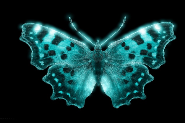 Beautiful glowing colored butterfly isolated on black background