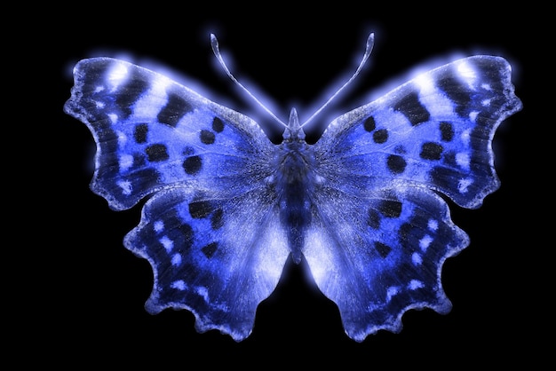 Beautiful glowing colored butterfly isolated on black background