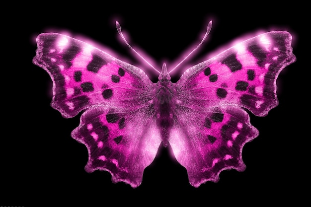 Beautiful glowing colored butterfly isolated on black background