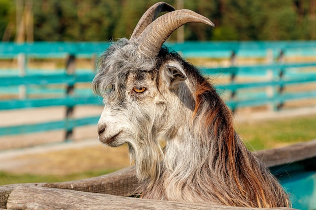 Beautiful goat with horns in the farm