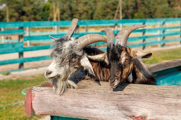 Beautiful goat with horns in the farm