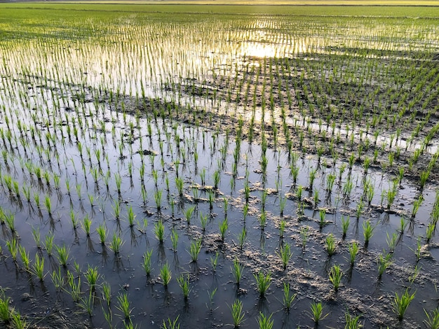 Beautiful gold color sunset at rice field Selective focus