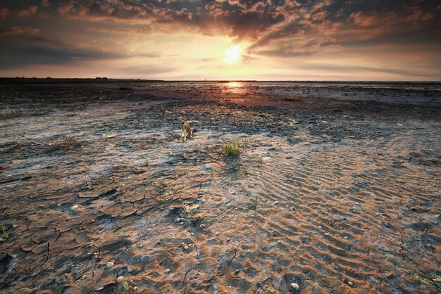 beautiful gold sunset on Wadden sea coast