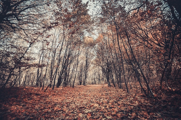 Beautiful golden autumn in the forest