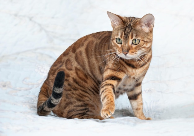 Ð beautiful golden-colored bengal cat on a white background