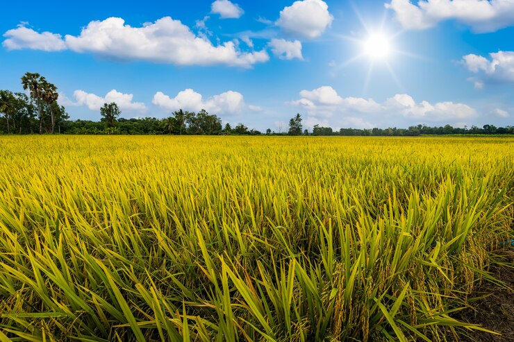 Photo beautiful golden ear of thai jasmine rice plant on organic rice field in asia country agriculture harvest with fluffy clouds blue sky daylight background.