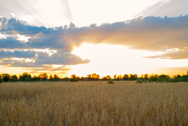 Bellissimo campo dorato con spighe di grano al tramonto