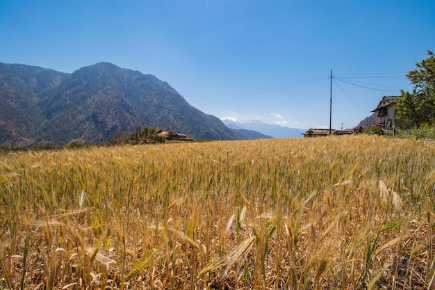 Beautiful Golden Green Wheat Fields in the Mountains Ripe wheat Bajura, Nepal Himalayas