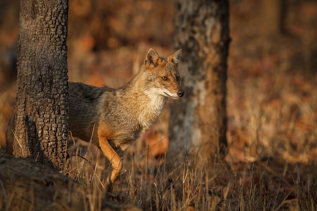 Bellissimo sciacallo dorato in una bella luce soffusa nella riserva della tigre di pench in india