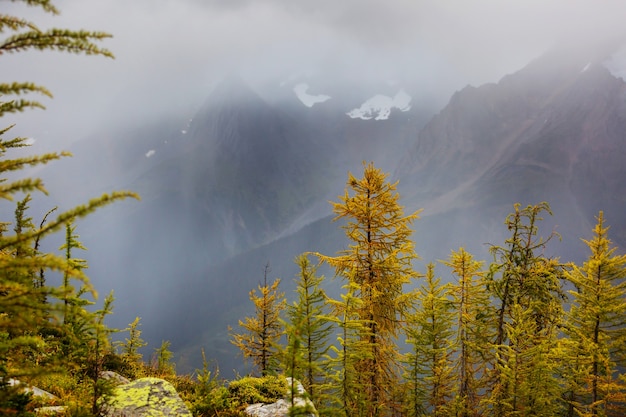 Beautiful golden larches in mountains, Canada. Fall season.