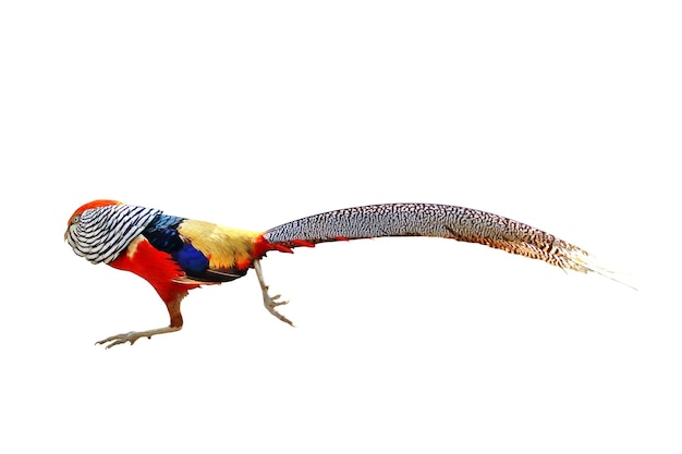 Beautiful golden pheasant isolated on white background.