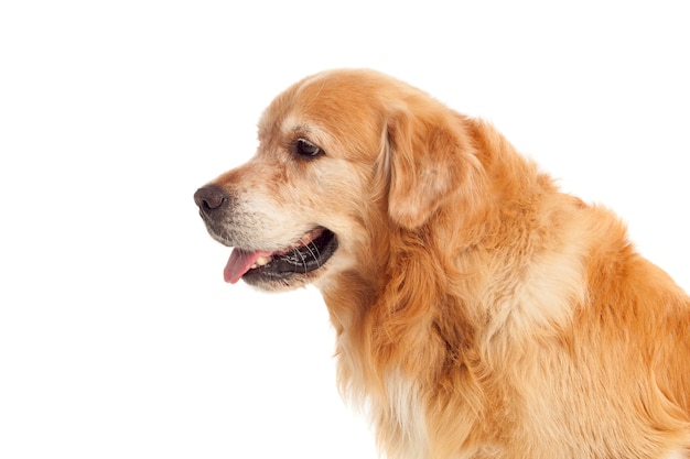 Beautiful Golden Retriever dog breed 