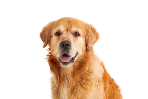 Beautiful Golden Retriever dog breed 