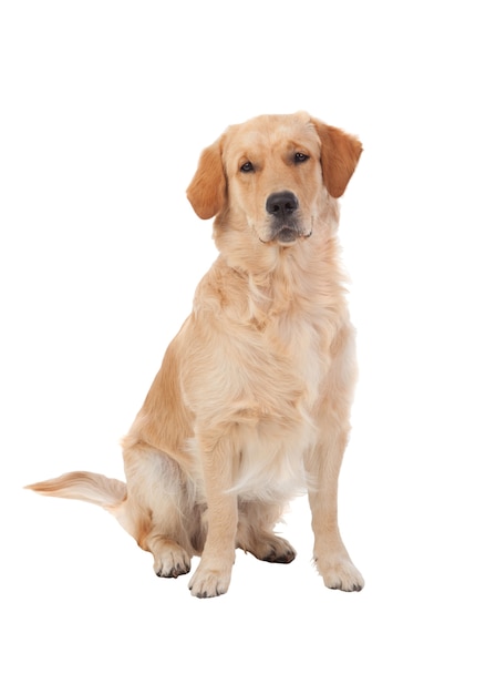 Beautiful Golden Retriever dog breed