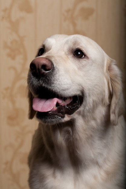 Beautiful golden retriever dog photographed at home