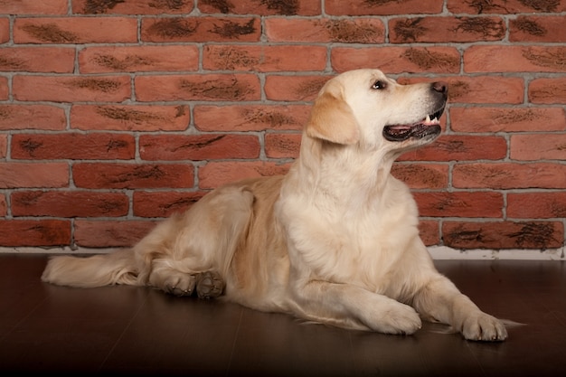 Beautiful golden retriever dog photographed at home
