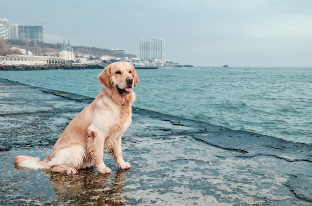 海岸の美しいゴールデンレトリーバー犬