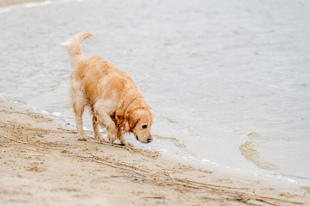 ビーチを歩く美しいゴールデンレトリーバー犬