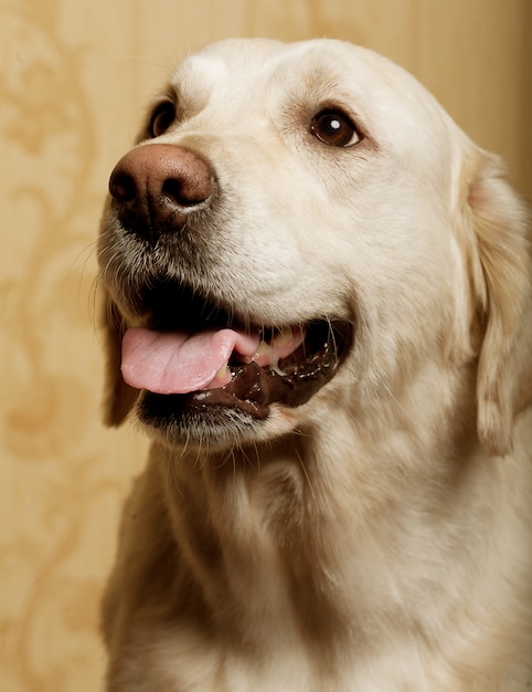 Beautiful golden retriever dog