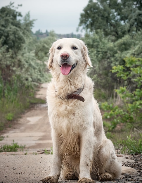 Beautiful Golden retriever dog