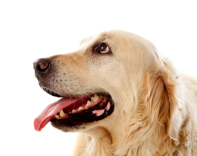 Beautiful Golden Retriever dog  