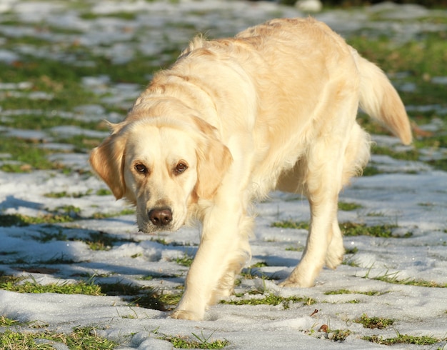 beautiful golden retriever at park