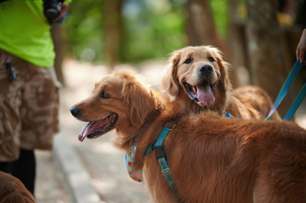 Beautiful golden retriever in tai tong hong kong with the blurred background