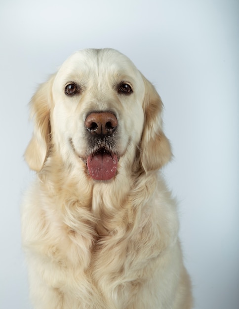 Beautiful golden retriever