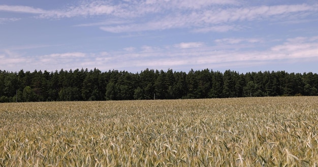 beautiful golden ripe wheat ears in the summer