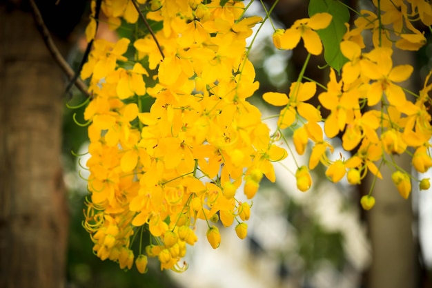 Beautiful golden shower flower Ratchaphruek tropical yellow flower blooming in summer garden