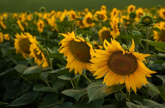 Beautiful golden sunflower field closeup of large flowers