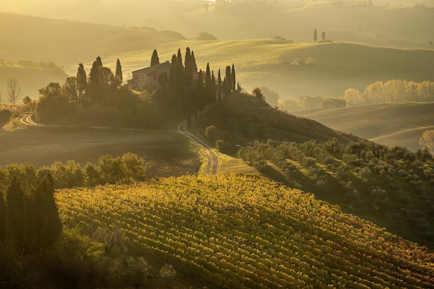 Foto bella alba dorata in toscana, italia con vigneto. sfondo autunnale stagionale idilliaco naturale