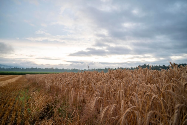 Foto bel campo di grano dorato dopo una pioggia estiva.